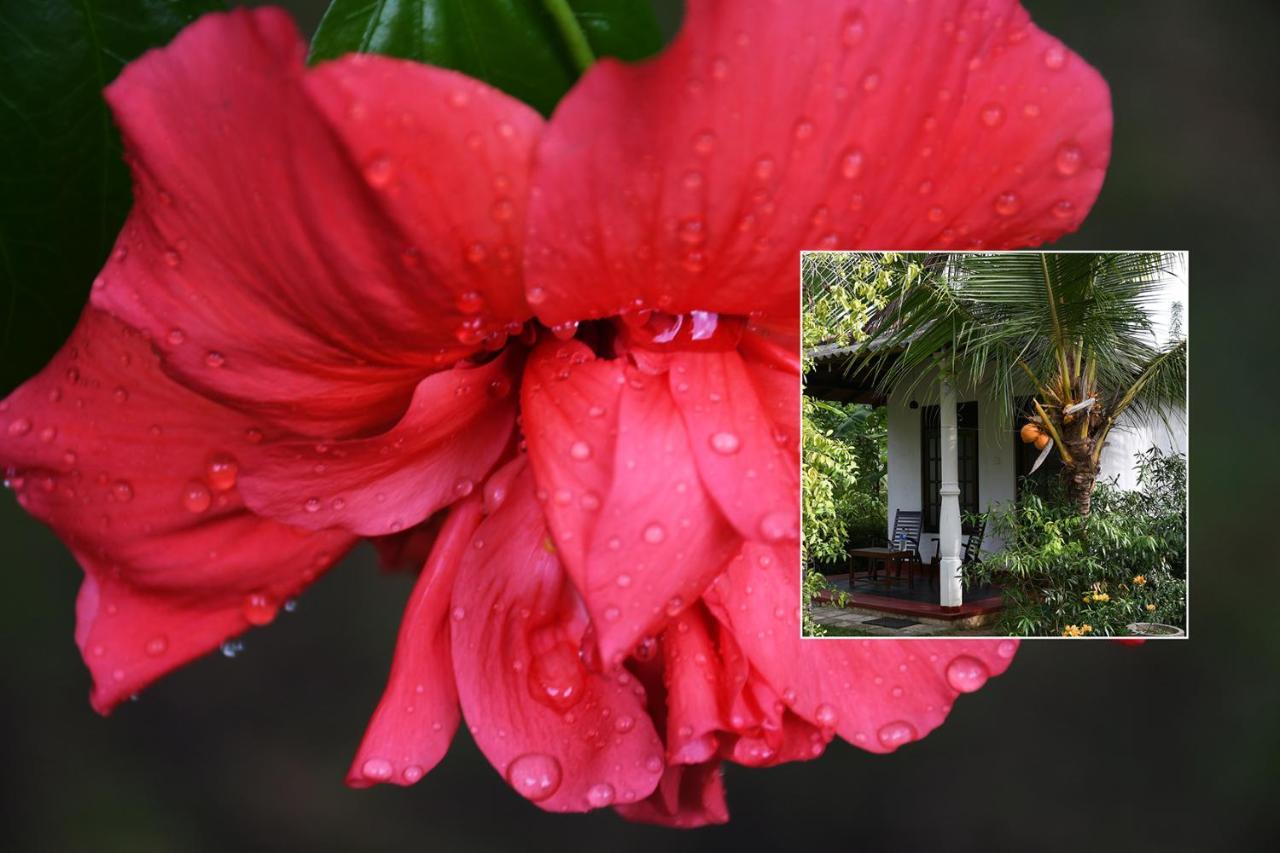 Bay Hill Guest House 탕갈레 외부 사진